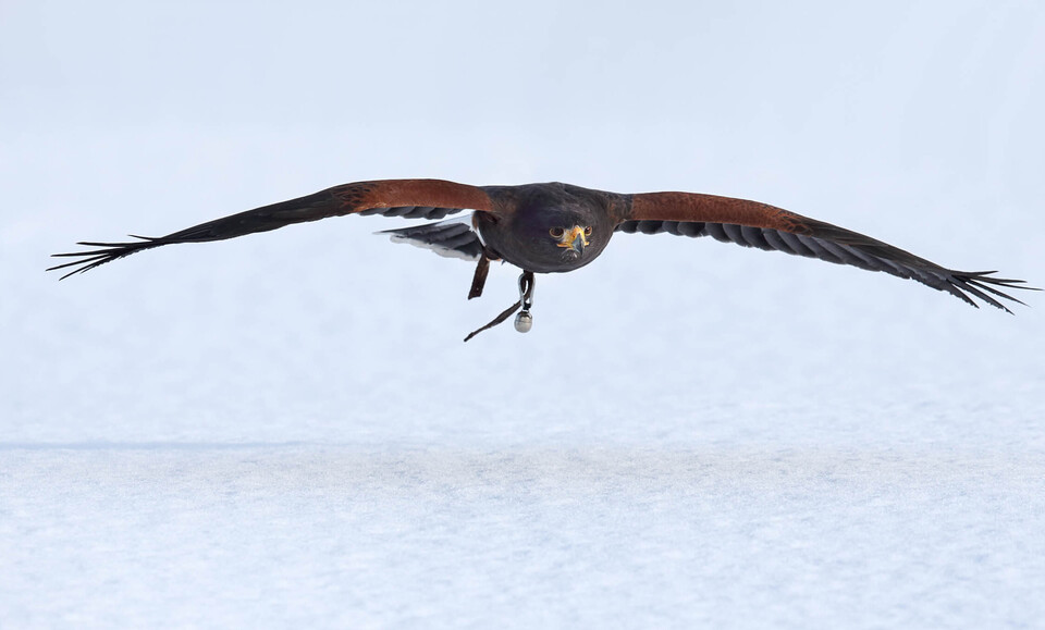 Wüstenbussard Vögel