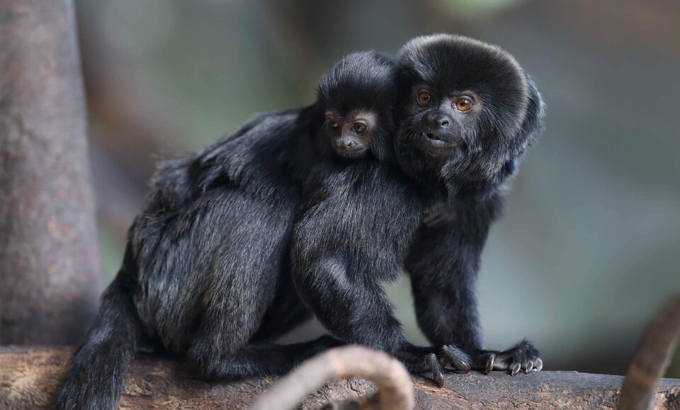 Springtamarin Säugetiere