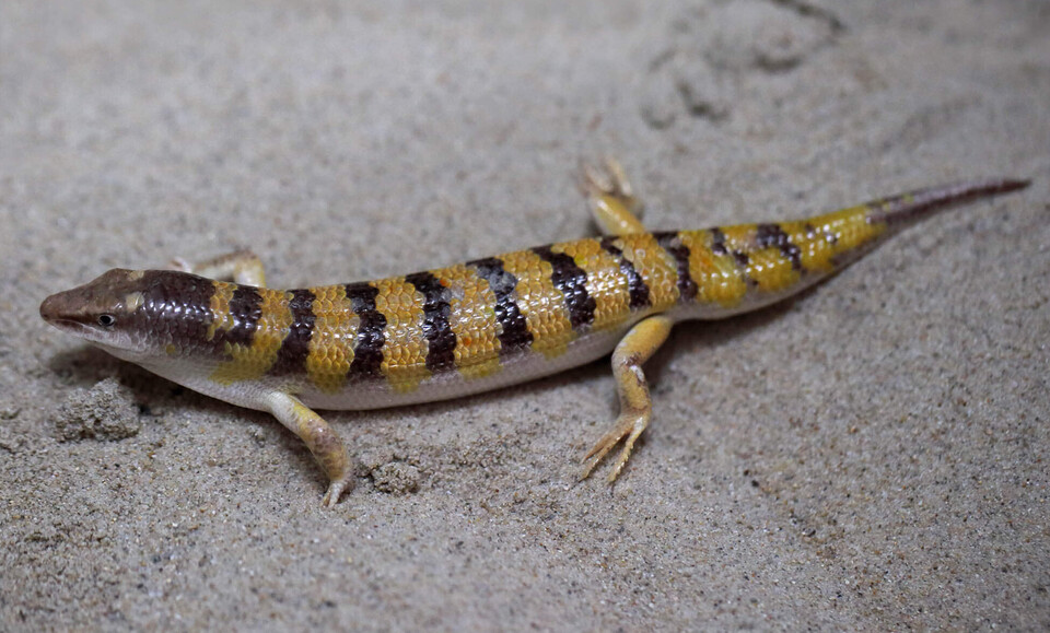 Apothekerskink Reptilien