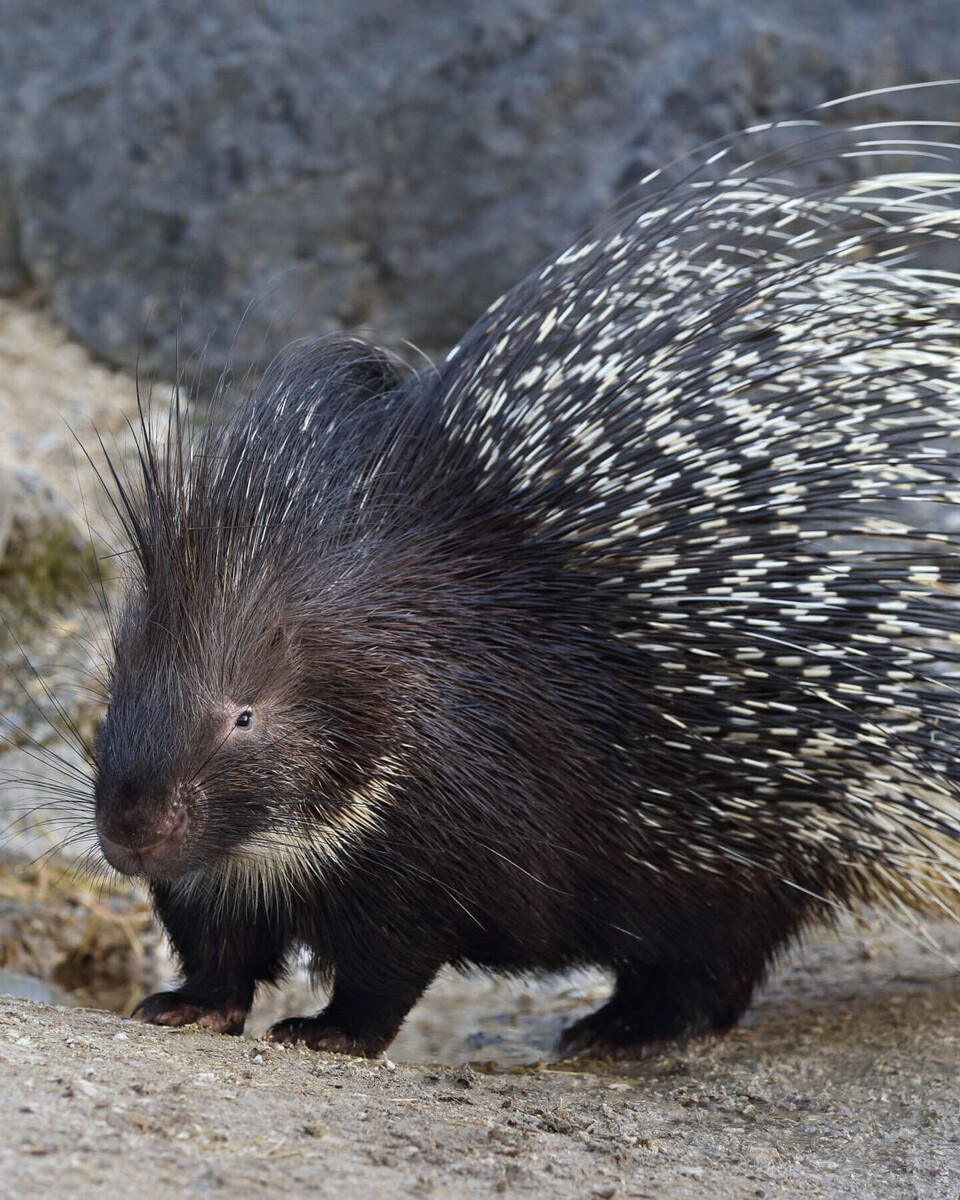 Gewöhnliches Stachelschwein Säugetiere