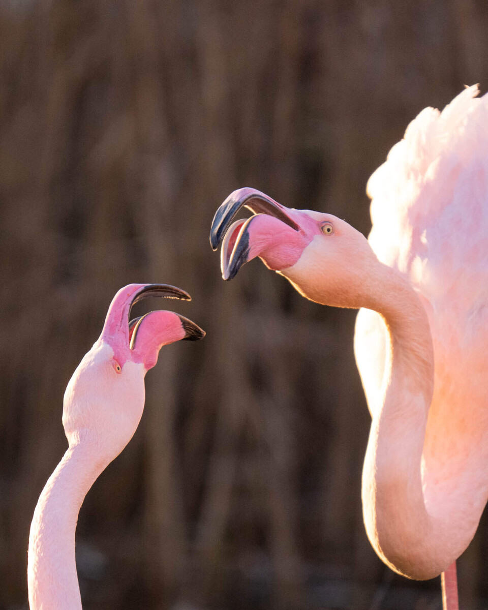 Rosaflamingo Tiere