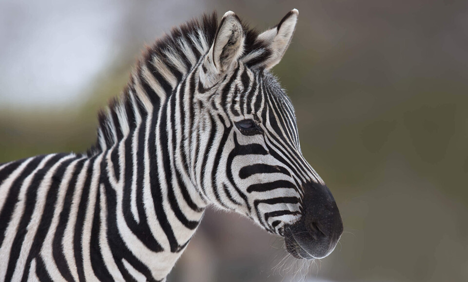 Grantzebra Säugetiere