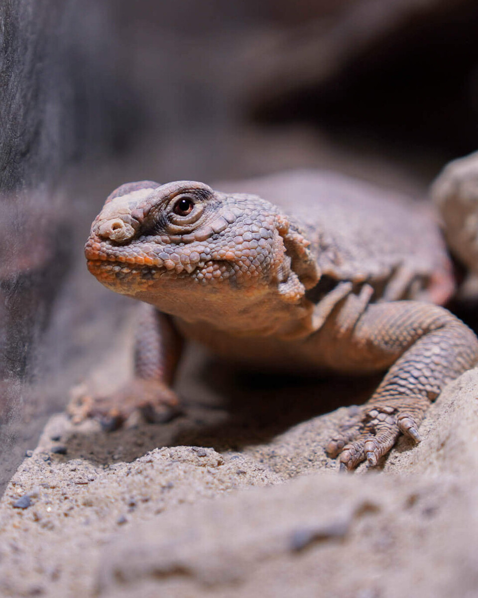 Geyr-Dornschwanzagame Reptilien