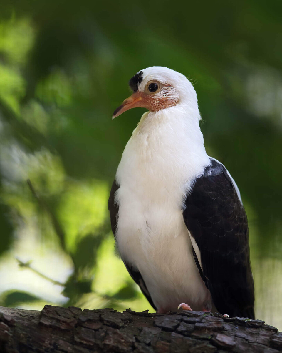 St.Galler Flügeltaube Vögel