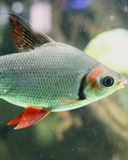 Gezeichneter Barbensalmler Fische