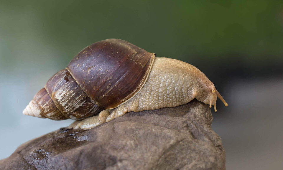 Grosse Achatschnecke Wirbellose