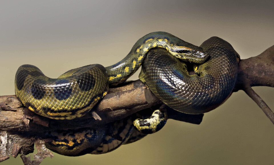 Grüne Anakonda Reptilien