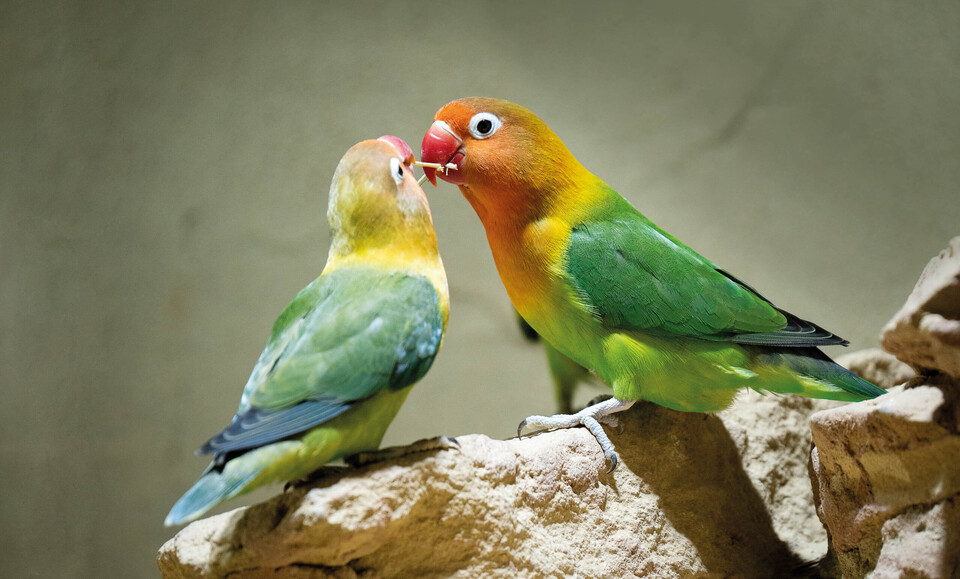 Pfirsichköpfchen Vögel