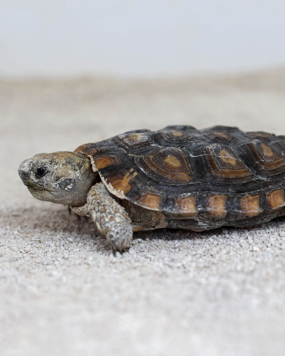 Spaltenschildkröte Reptilien