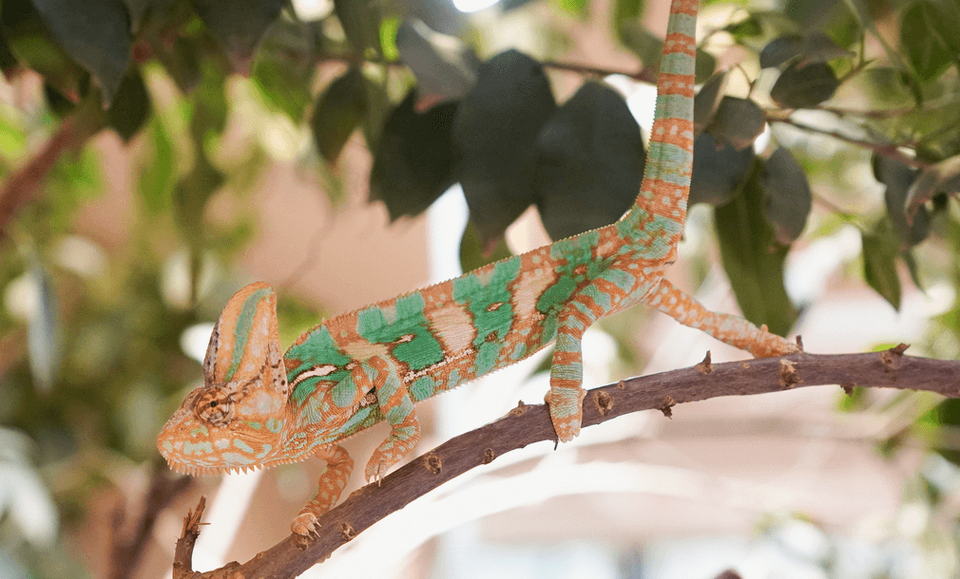 Jemenchamäleon Reptilien