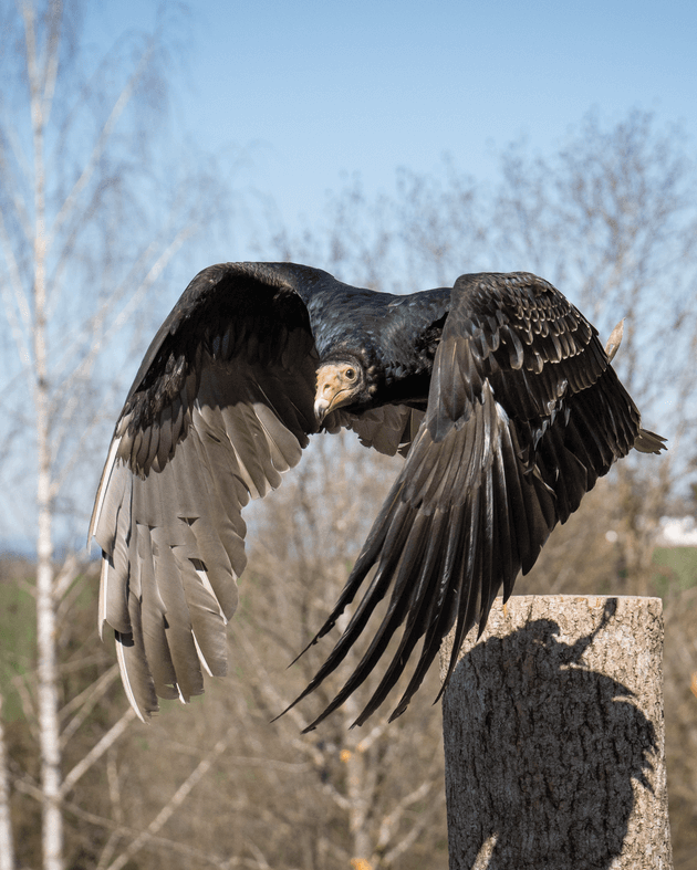 Truthahngeier Vögel