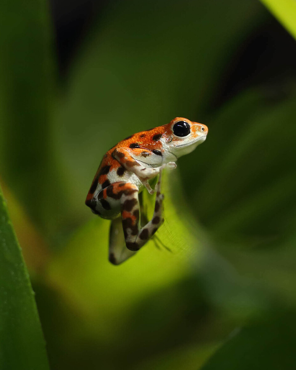 Erdbeerfröschchen Amphibien