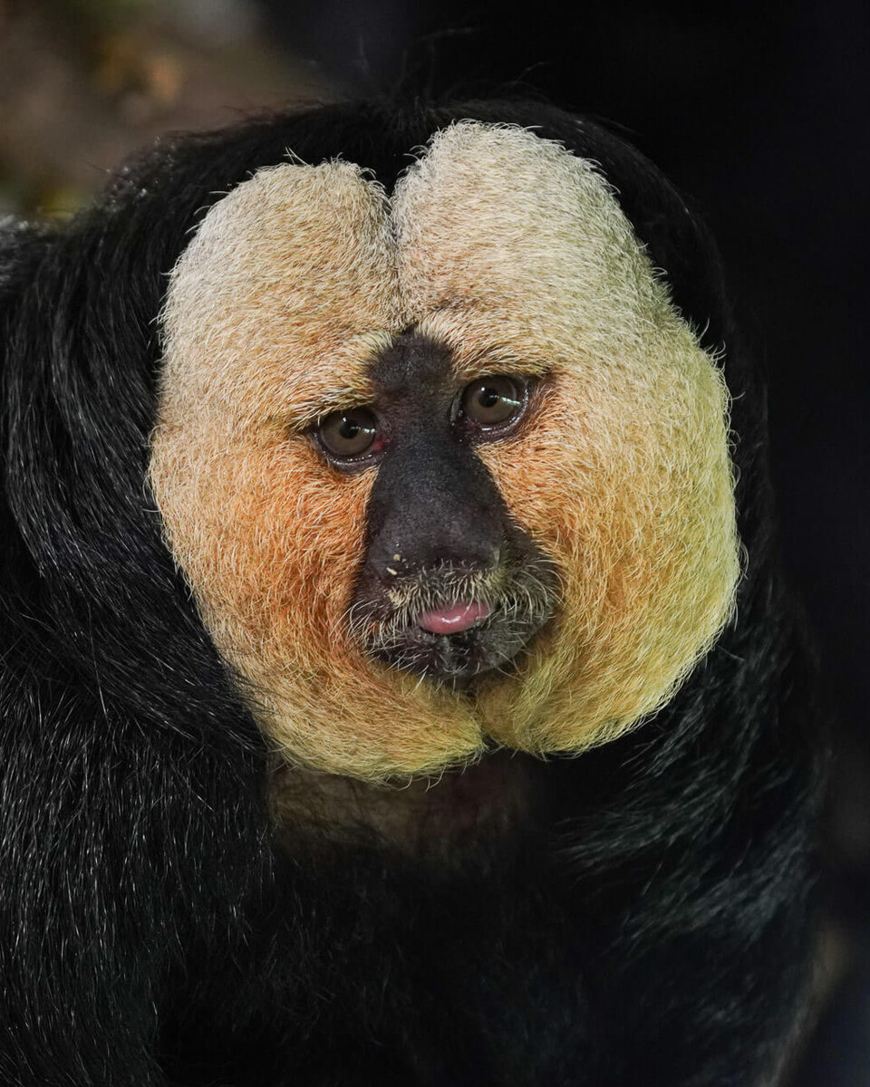 Weisskopfsaki Säugetiere