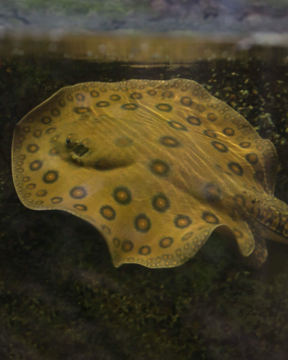 Pfauenaugen-stechrochen Fische