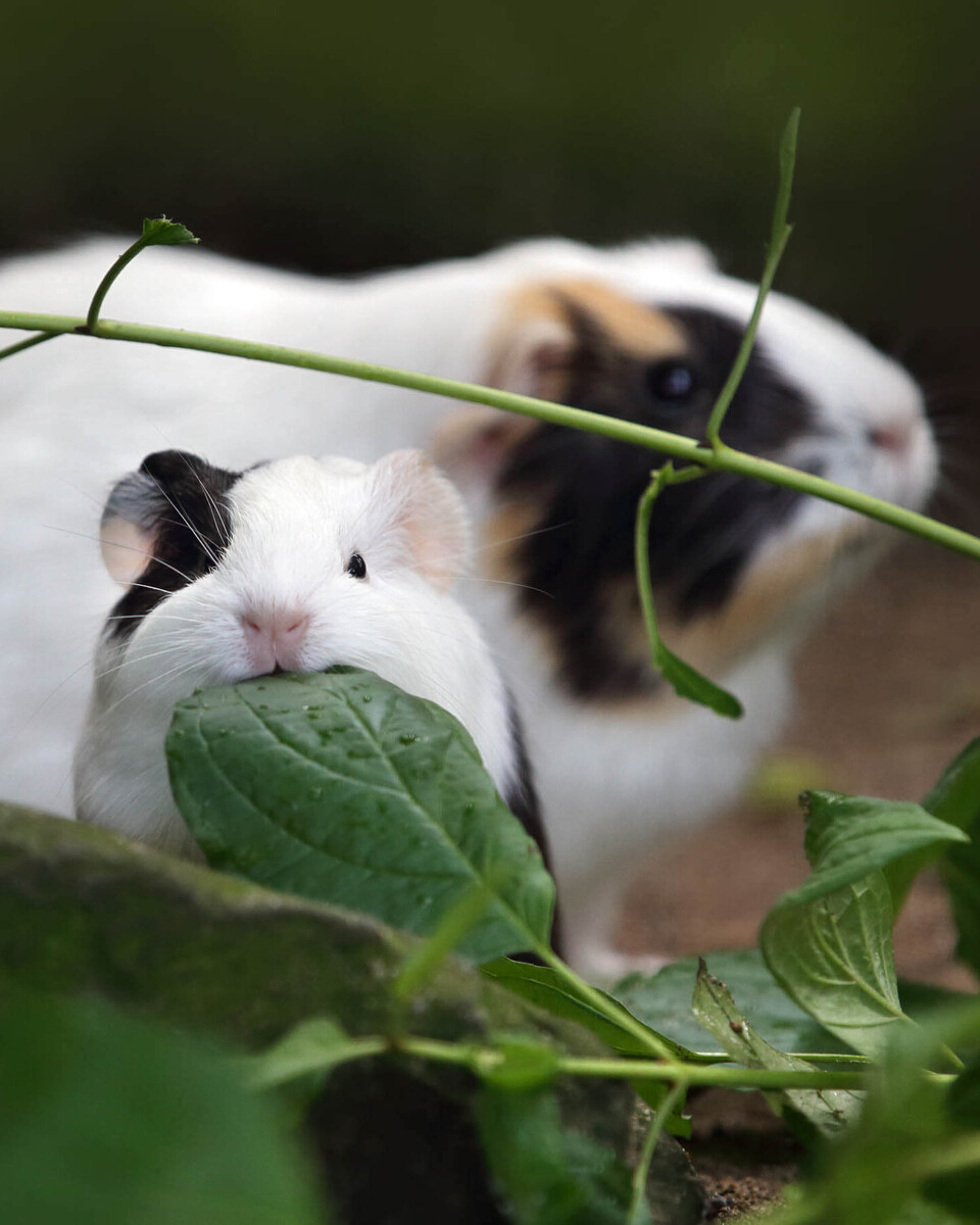 Hausmeerschweinchen Säugetiere