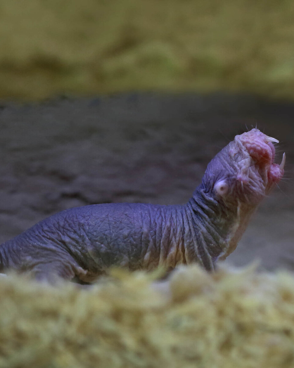 Nacktmull Säugetiere