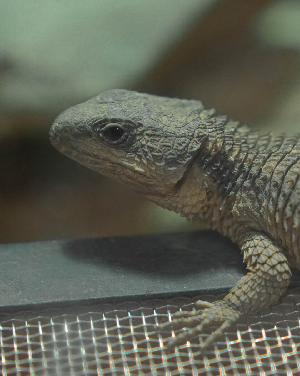 Zwerggürtelschweif Reptilien