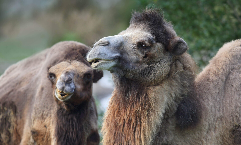 Trampeltier Säugetiere