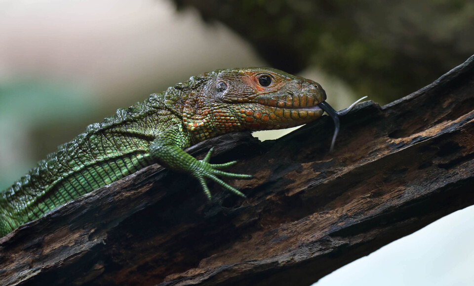 Krokodilteju Reptilien