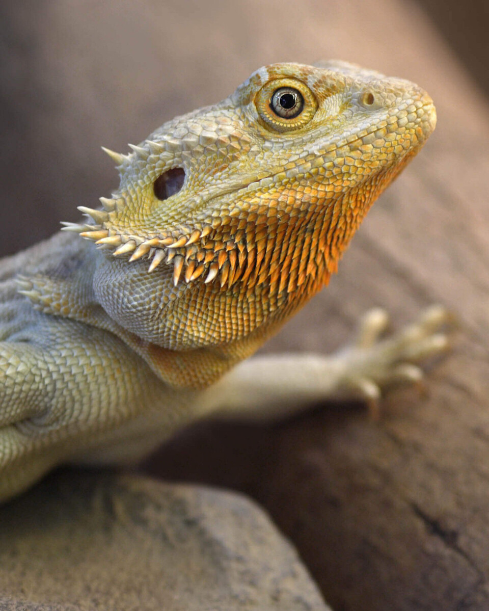 Streifenköpfige Bartagame Reptilien