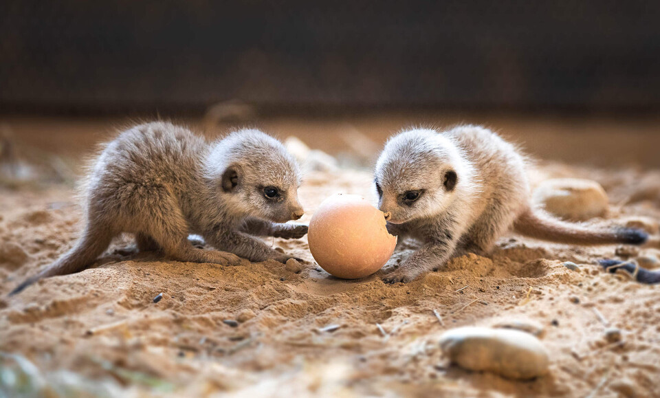 Erdmännchen Säugetiere