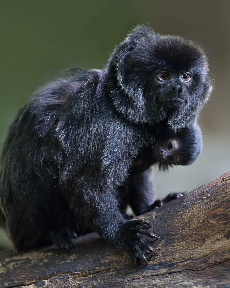 Springtamarin Tiere