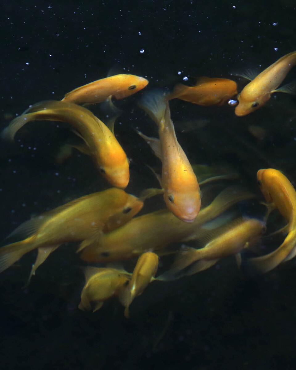 Zitronenbuntbarsch Fische