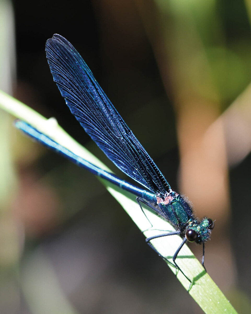 Blauflügel- Prachtlibelle Wirbellose