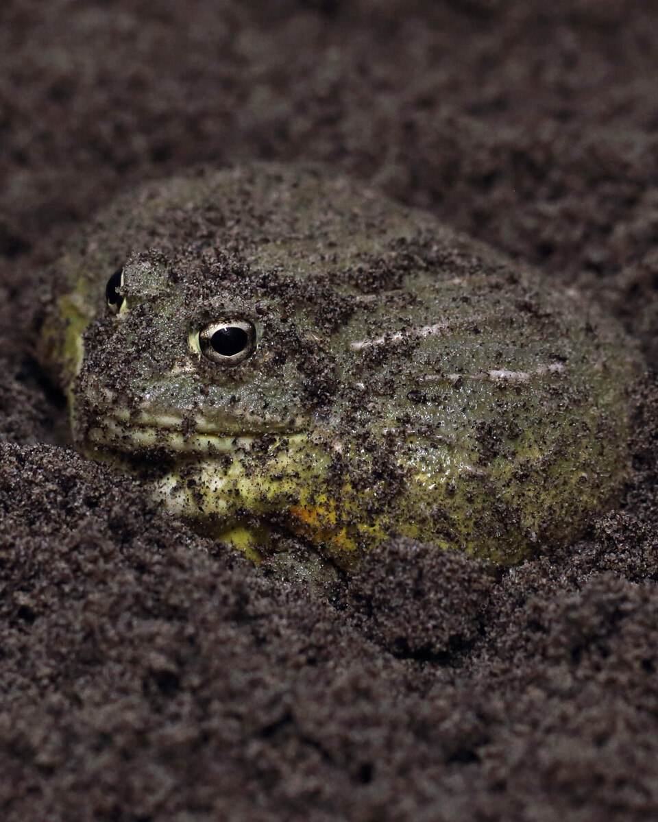 Afrikanischer Ochsenfrosch Amphibien