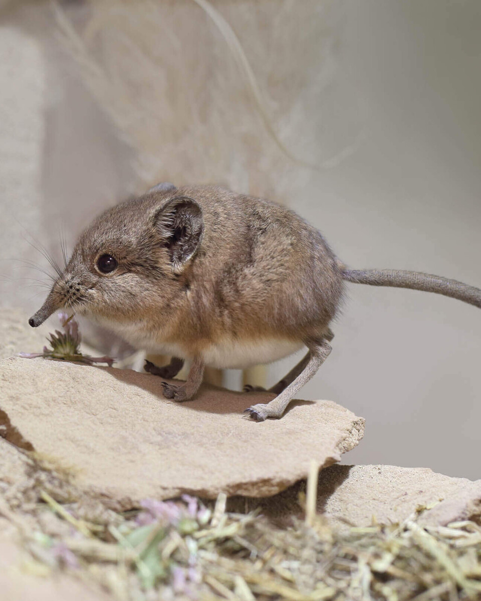 Kurzohrrüsselspringer Säugetiere