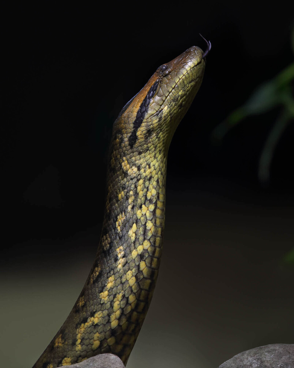 Grüne Anakonda Tiere