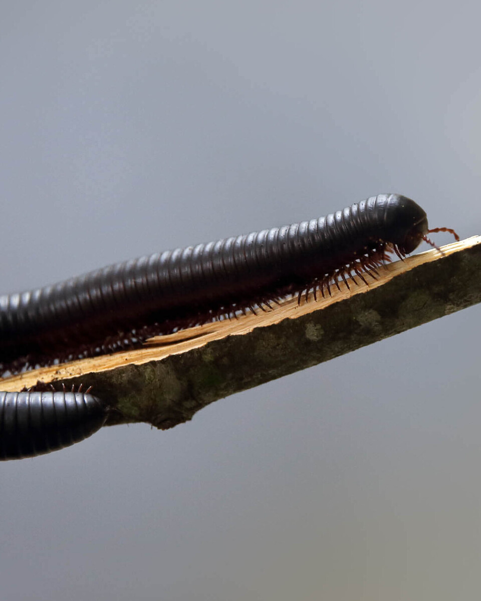 Afrikanischer Riesentausendfüsser Wirbellose