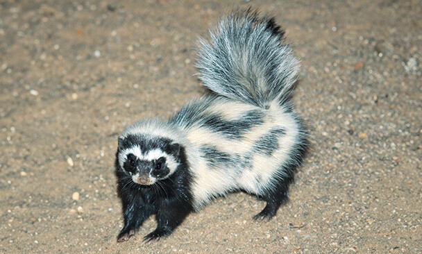 Libysches Streifenwiesel Säugetiere