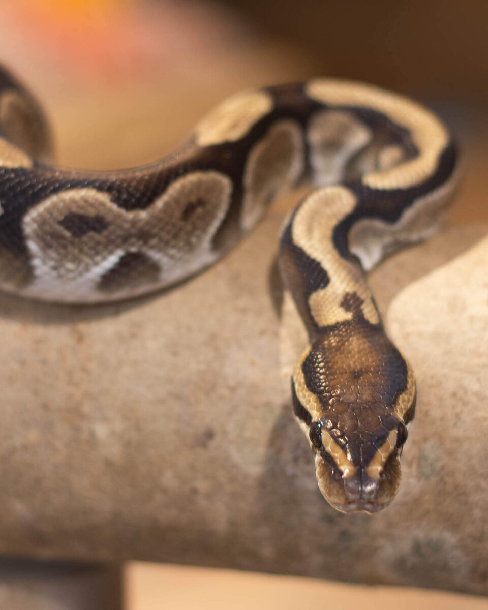 Königspython Reptilien