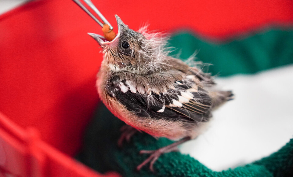 Wildvogelpflegestation Wildtierpflege