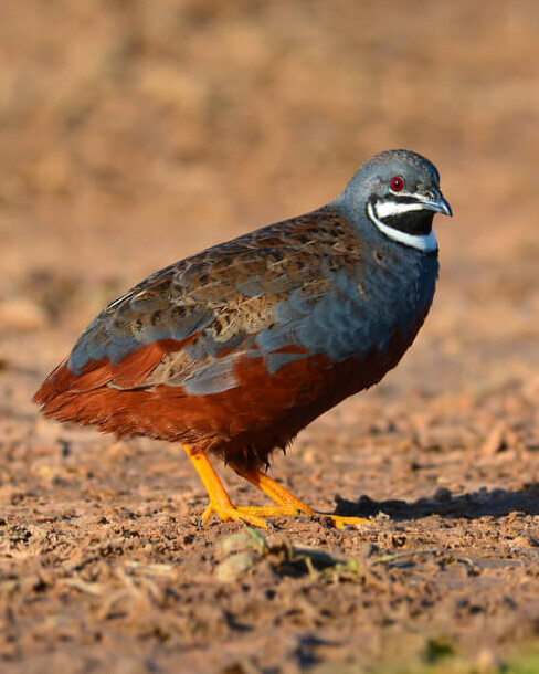 Chinesische Zwergwachtel Vögel