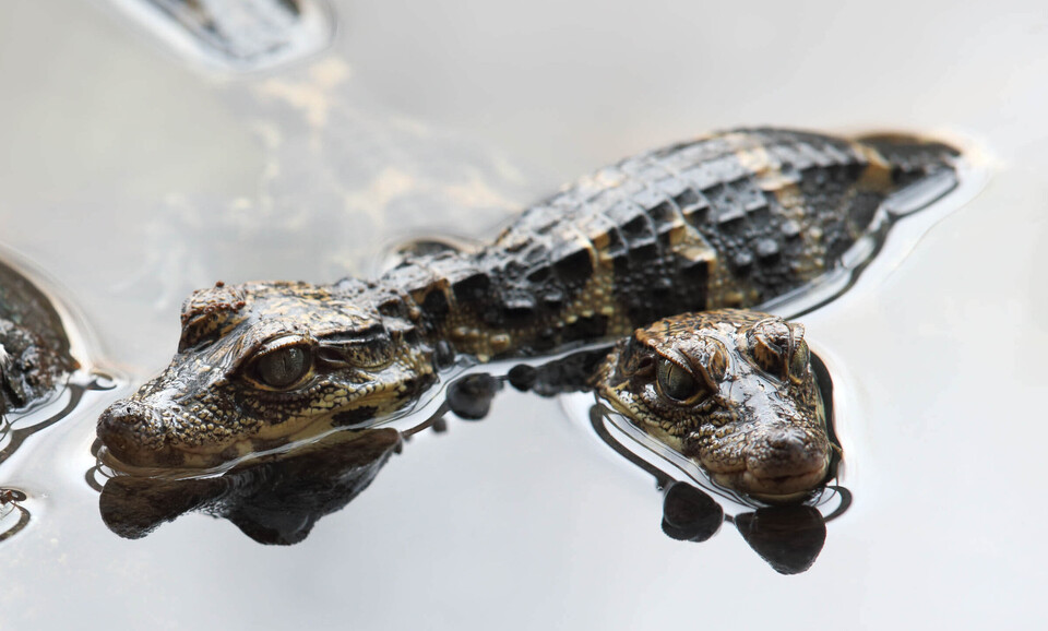 Stumpfkrokodil Tiere