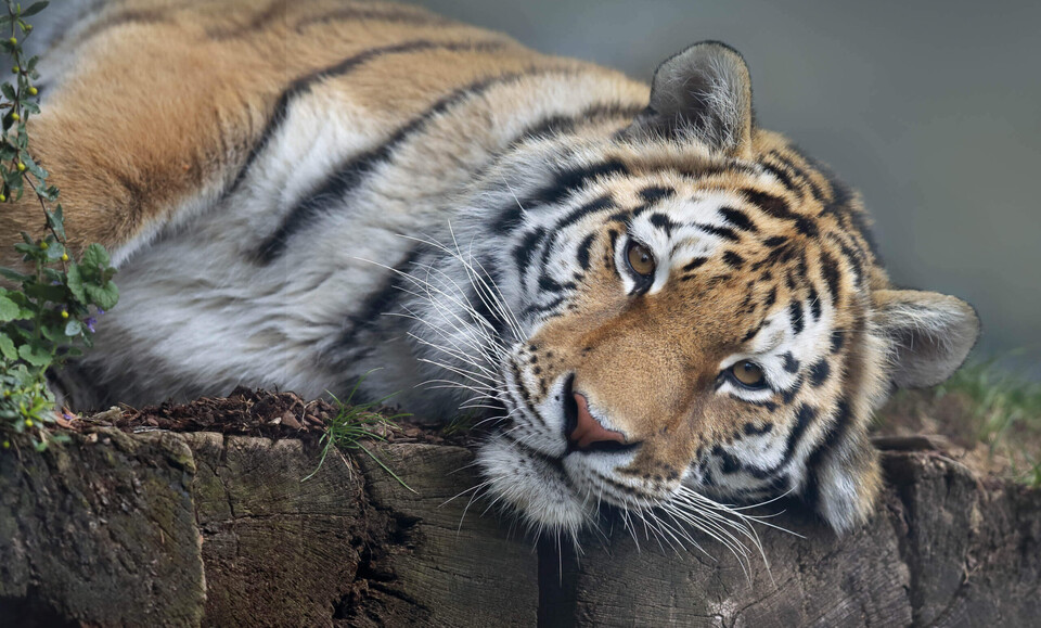 Amurtiger Säugetiere