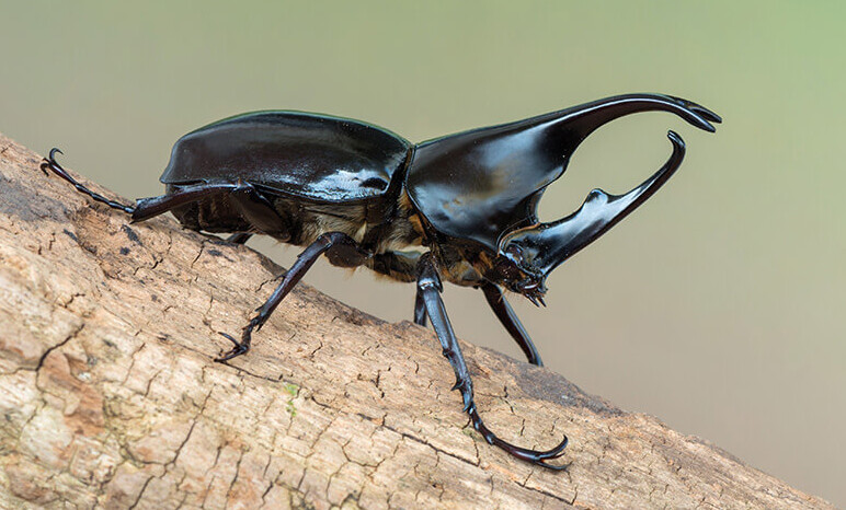 Brauner Nashornkäfer Wirbellose